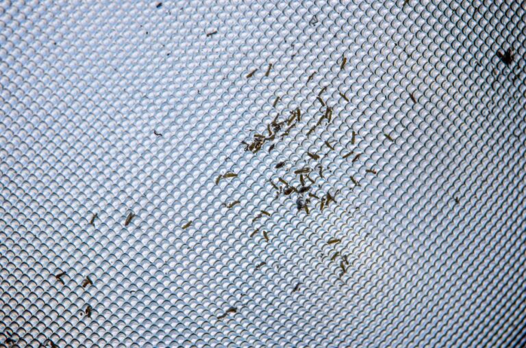 Pluskwy w mieszkaniu – jak rozpoznać i zwalczyć samodzielnie