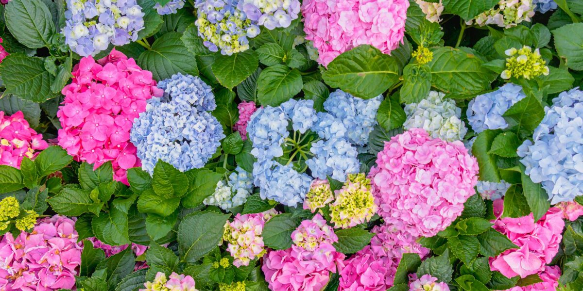 Colorful hydrangea blooms in a Hong Kong garden create a vivid and natural floral arrangement.