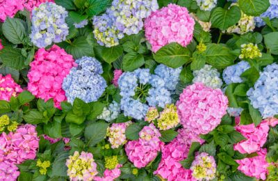 Colorful hydrangea blooms in a Hong Kong garden create a vivid and natural floral arrangement.