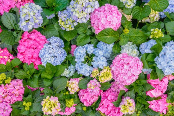 Colorful hydrangea blooms in a Hong Kong garden create a vivid and natural floral arrangement.