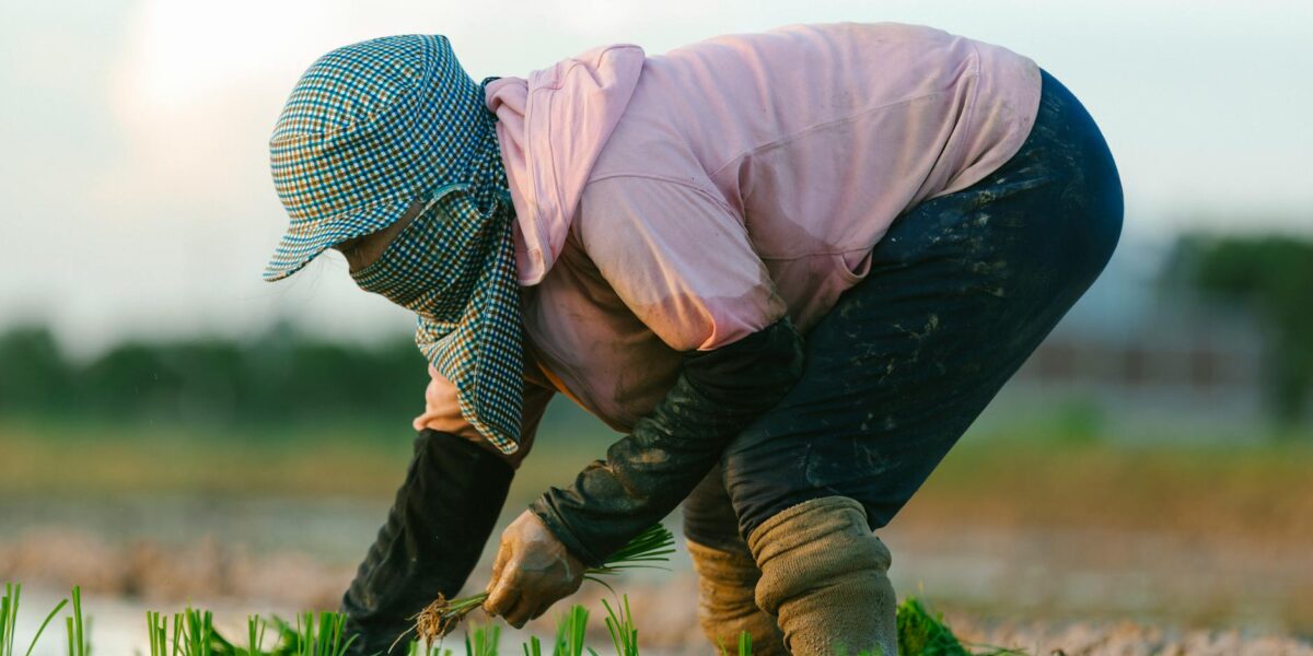 A farmer bends over planting rice in a lush, water-filled paddy field, showcasing traditional agriculture.