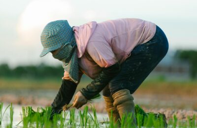 A farmer bends over planting rice in a lush, water-filled paddy field, showcasing traditional agriculture.