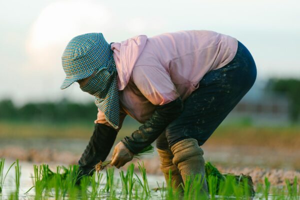 A farmer bends over planting rice in a lush, water-filled paddy field, showcasing traditional agriculture.
