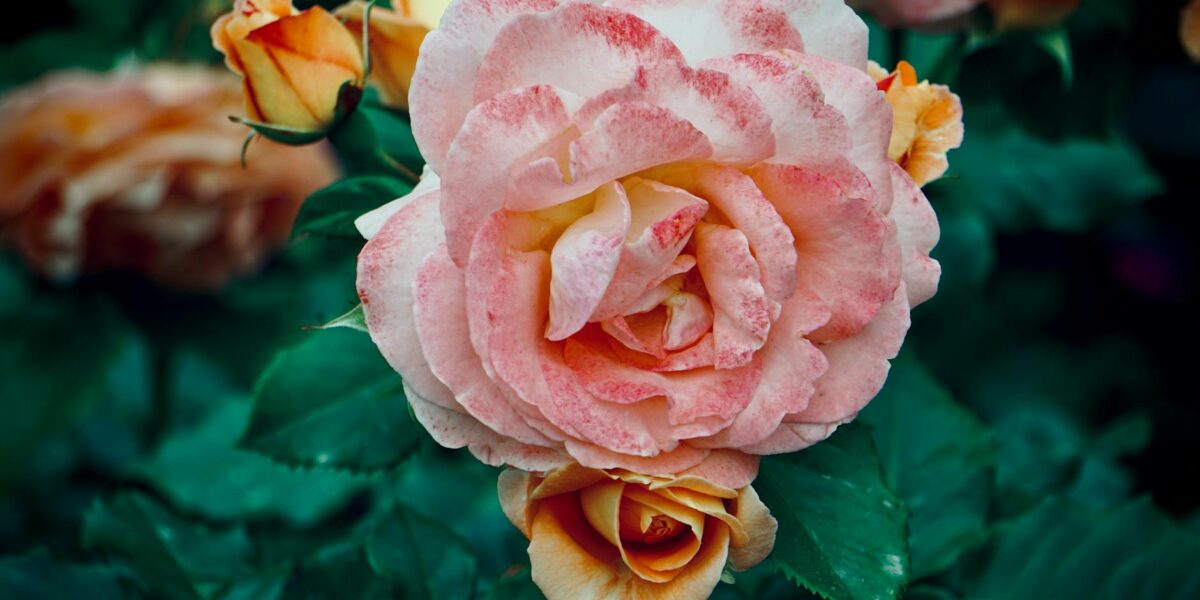 Vibrant garden roses with detailed petals and lush green leaves in close-up.