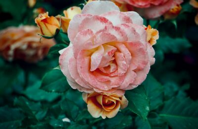 Vibrant garden roses with detailed petals and lush green leaves in close-up.