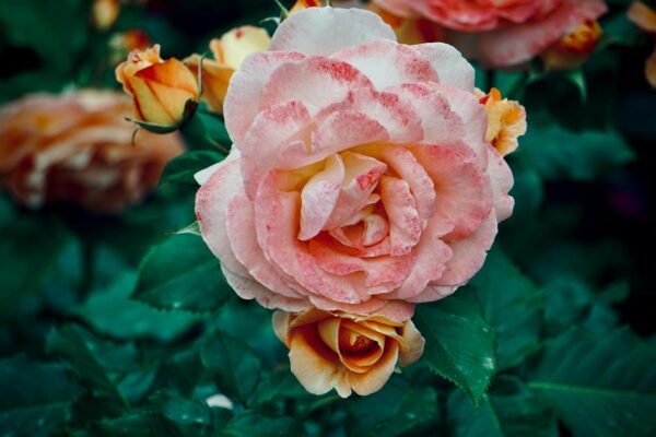 Vibrant garden roses with detailed petals and lush green leaves in close-up.
