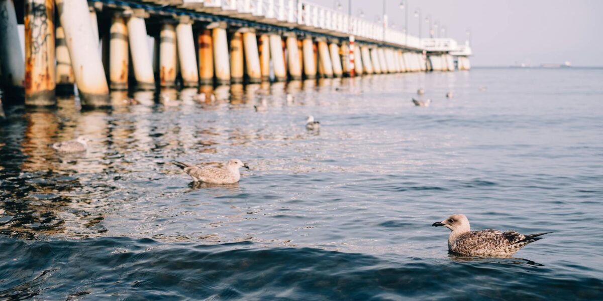 A scenic view of seagulls swimming near the iconic pier in Gdynia, Poland.