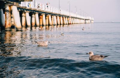 A scenic view of seagulls swimming near the iconic pier in Gdynia, Poland.