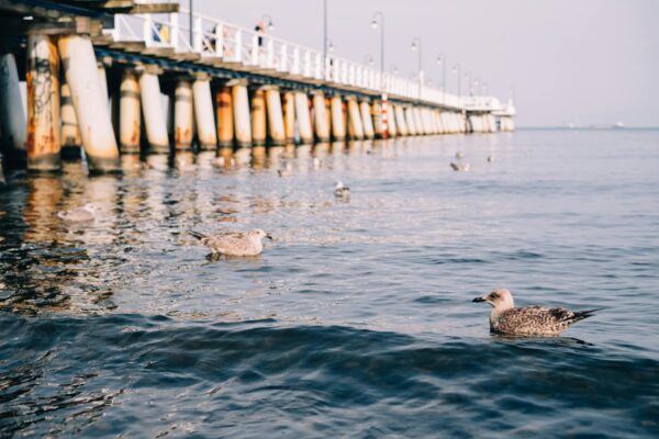 A scenic view of seagulls swimming near the iconic pier in Gdynia, Poland.