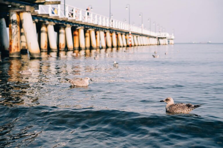 A scenic view of seagulls swimming near the iconic pier in Gdynia, Poland.