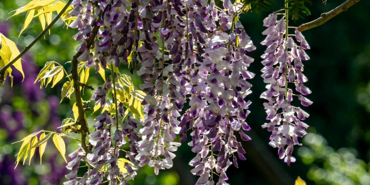 Close-up of blooming wisteria flowers with vibrant violet petals in a spring garden setting.