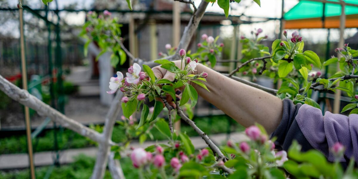 Gardener pruning apple blossoms in a vibrant spring orchard.