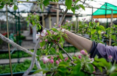 Gardener pruning apple blossoms in a vibrant spring orchard.