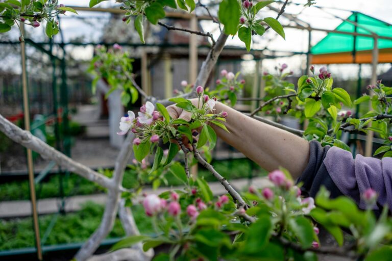 Gardener pruning apple blossoms in a vibrant spring orchard.