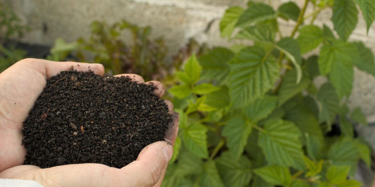 Close-up of hands holding nutrient-rich compost beside lush green plant in a garden.