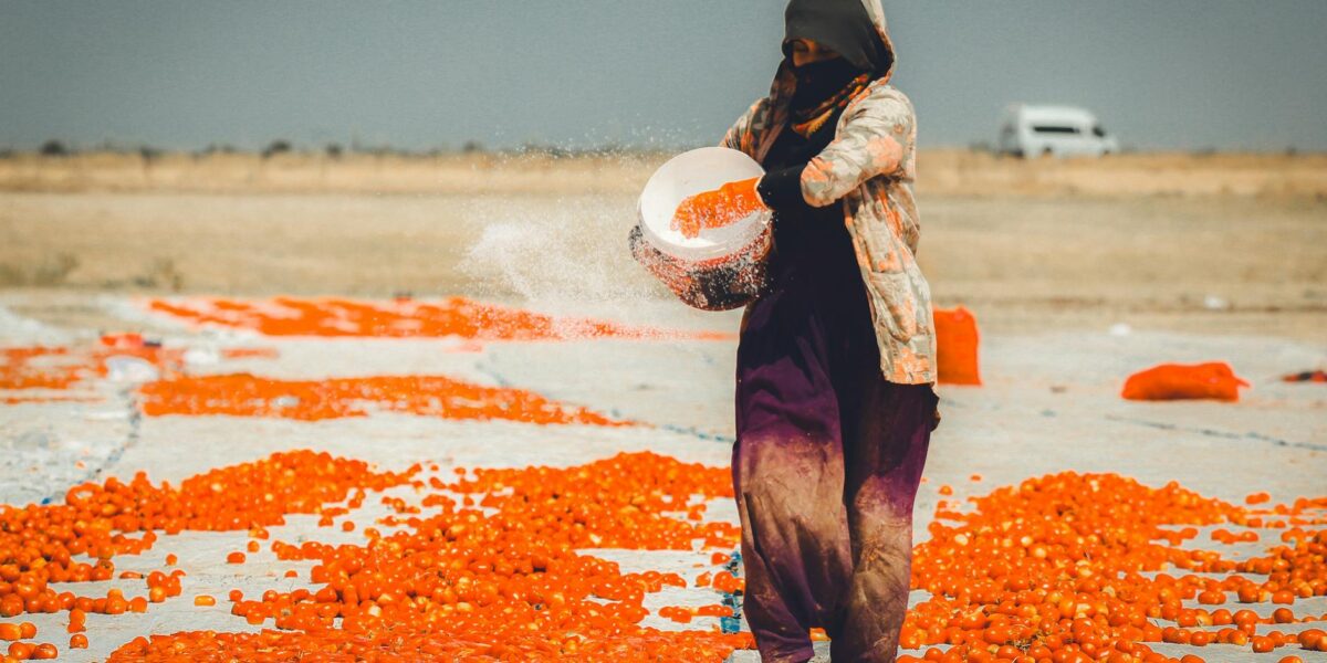 Woman spreading fresh tomatoes on a sunny day for drying process outdoors.