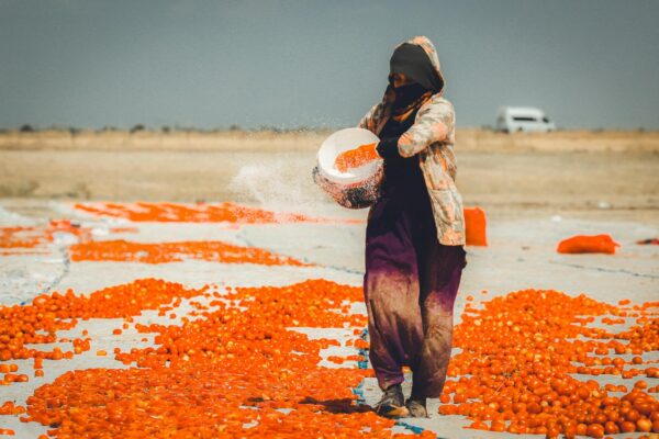 Woman spreading fresh tomatoes on a sunny day for drying process outdoors.