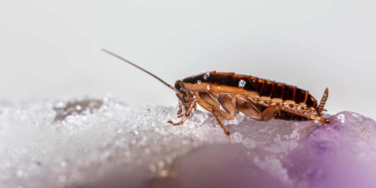 Macro shot of a cockroach on a glistening crystalline surface, showcasing details and textures.