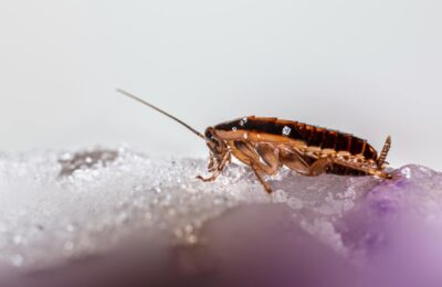 Macro shot of a cockroach on a glistening crystalline surface, showcasing details and textures.