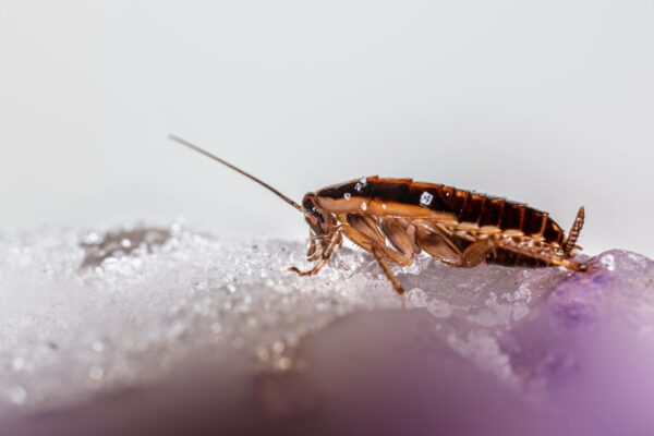 Macro shot of a cockroach on a glistening crystalline surface, showcasing details and textures.