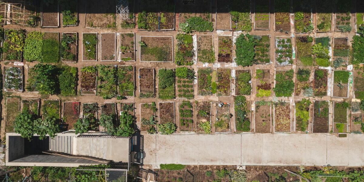 Aerial shot of a structured urban community garden with diverse plant growth.
