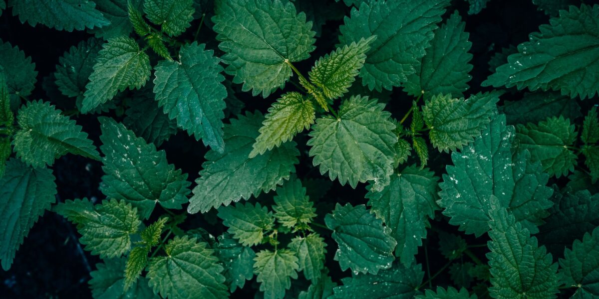 Vibrant green common nettle leaves in a textured pattern, captured outdoors with a dark natural backdrop.