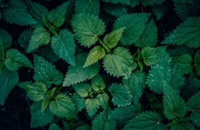 Vibrant green common nettle leaves in a textured pattern, captured outdoors with a dark natural backdrop.