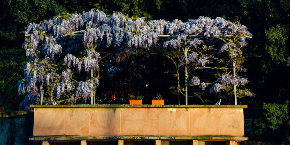 Beautiful wisteria flowers in full bloom on a balcony garden in Basel, Switzerland.