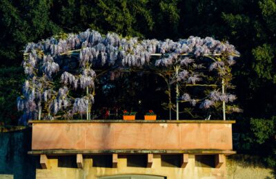Beautiful wisteria flowers in full bloom on a balcony garden in Basel, Switzerland.