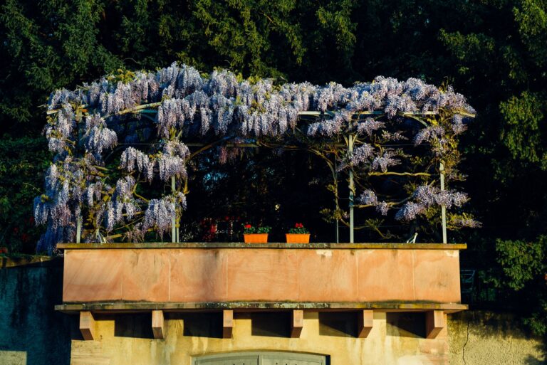 Beautiful wisteria flowers in full bloom on a balcony garden in Basel, Switzerland.