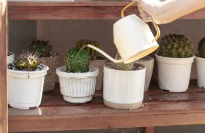 A hand watering potted cacti with a white watering can, enhancing indoor garden decor.