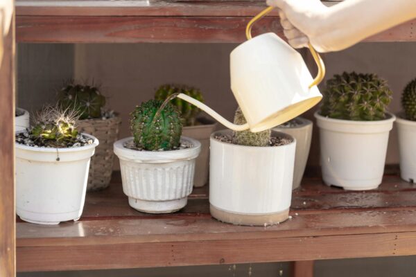 A hand watering potted cacti with a white watering can, enhancing indoor garden decor.