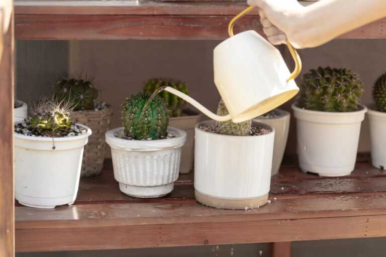 A hand watering potted cacti with a white watering can, enhancing indoor garden decor.