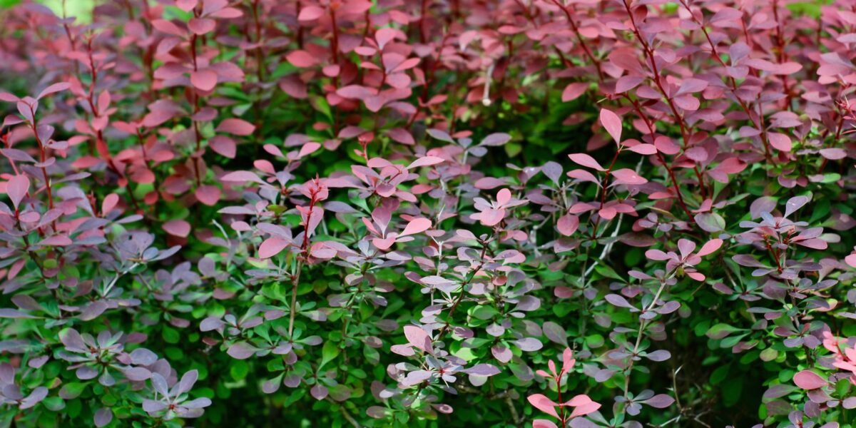 Close-up of a colorful barberry bush with red and green leaves, showcasing nature's vibrant beauty.