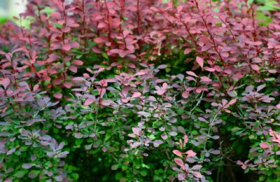 Close-up of a colorful barberry bush with red and green leaves, showcasing nature's vibrant beauty.