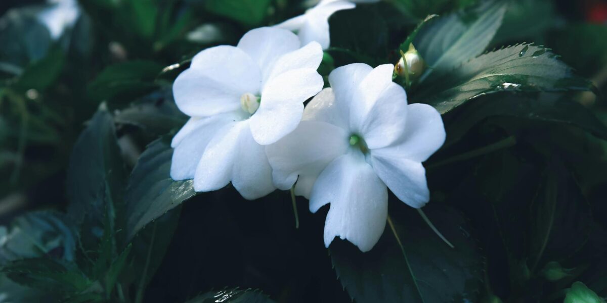 Close-up of dewy white impatiens flowers amidst green foliage, creating a refreshing garden scene.
