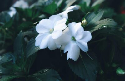 Close-up of dewy white impatiens flowers amidst green foliage, creating a refreshing garden scene.