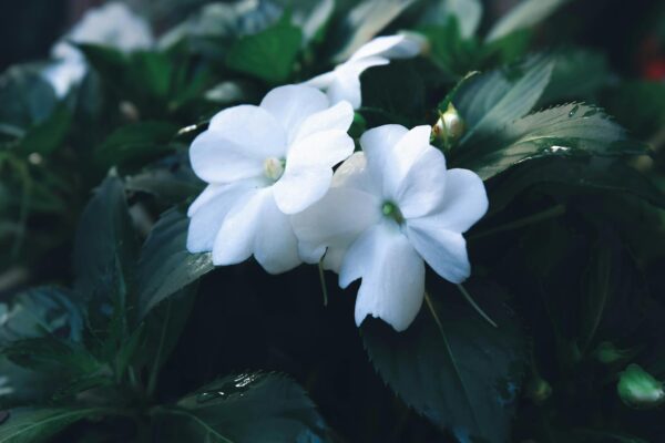 Close-up of dewy white impatiens flowers amidst green foliage, creating a refreshing garden scene.