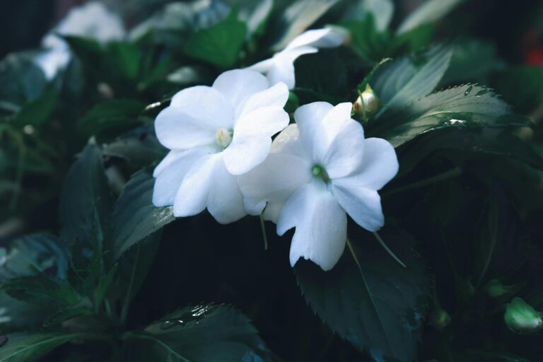 Close-up of dewy white impatiens flowers amidst green foliage, creating a refreshing garden scene.
