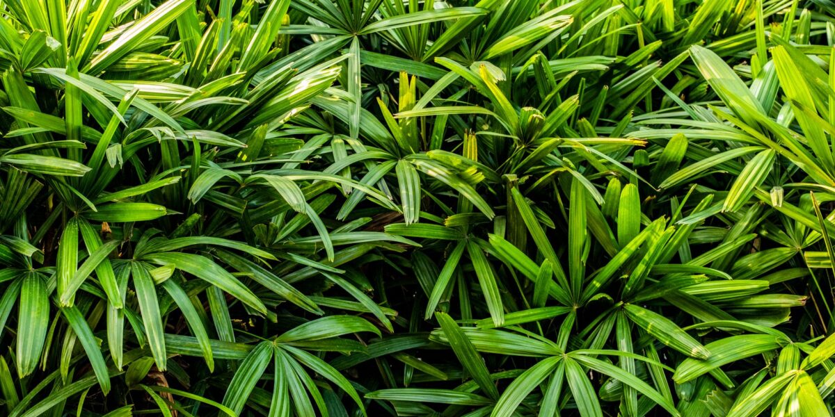 Close-up of lush green broadleaf lady palm foliage, showcasing vibrant tropical plant leaves.