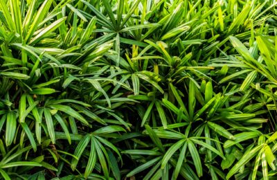Close-up of lush green broadleaf lady palm foliage, showcasing vibrant tropical plant leaves.