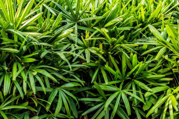 Close-up of lush green broadleaf lady palm foliage, showcasing vibrant tropical plant leaves.