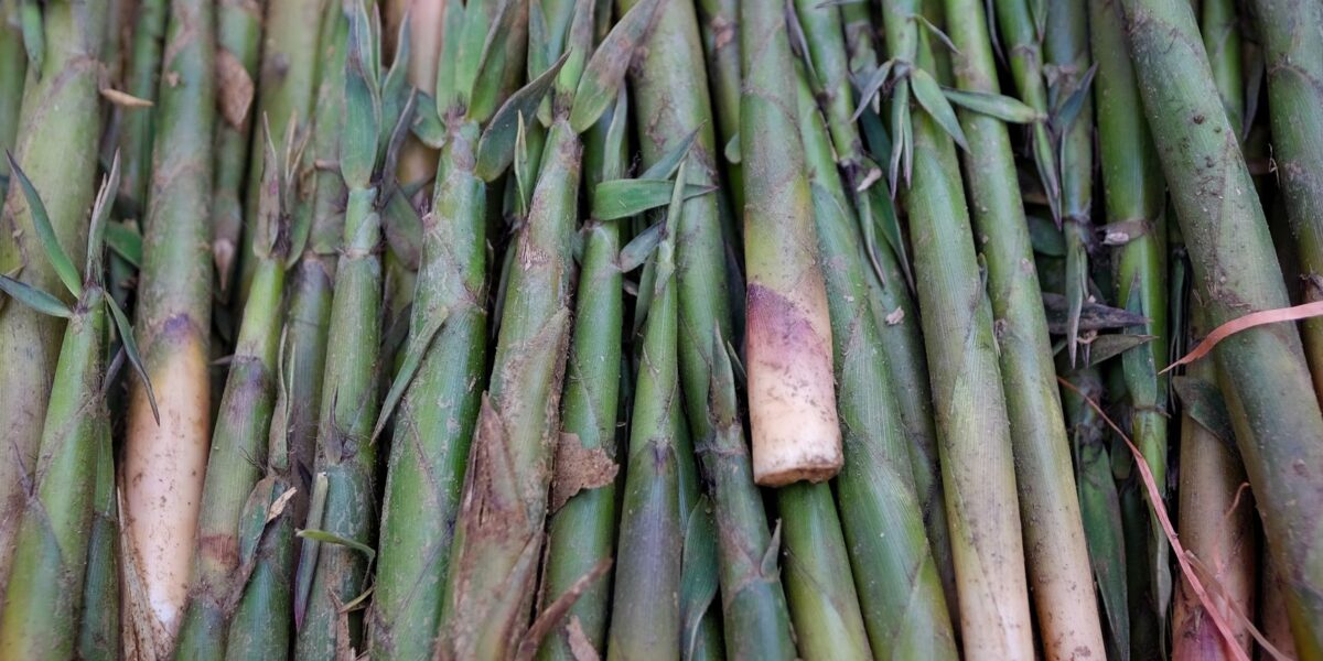 Close-up of fresh bamboo shoots stacked at a market in Lào Cai, Vietnam, showcasing vibrant green hues.