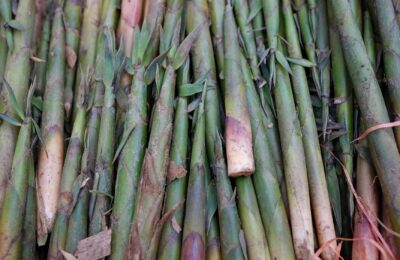 Close-up of fresh bamboo shoots stacked at a market in Lào Cai, Vietnam, showcasing vibrant green hues.