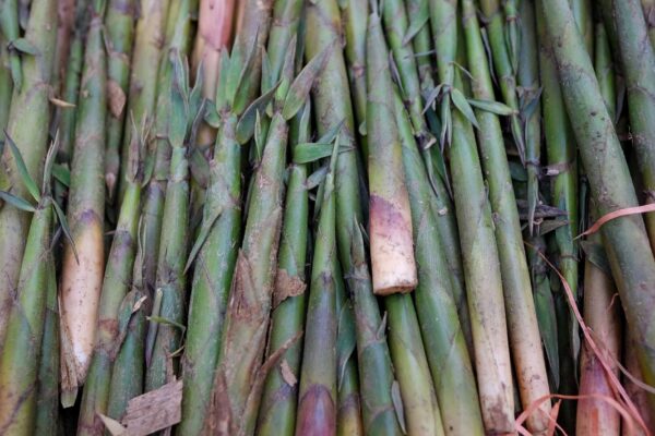 Close-up of fresh bamboo shoots stacked at a market in Lào Cai, Vietnam, showcasing vibrant green hues.