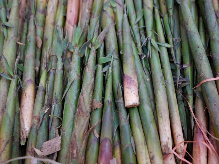 Close-up of fresh bamboo shoots stacked at a market in Lào Cai, Vietnam, showcasing vibrant green hues.