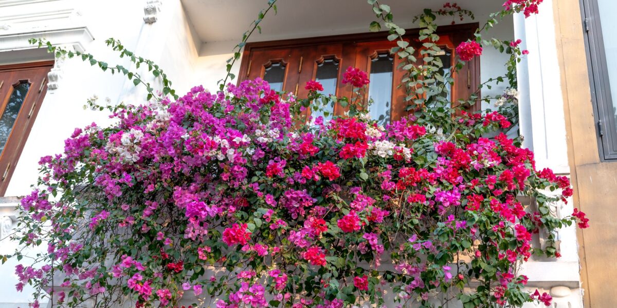 Colorful pink and purple bougainvillea flowers cascading beautifully from a classic balcony.