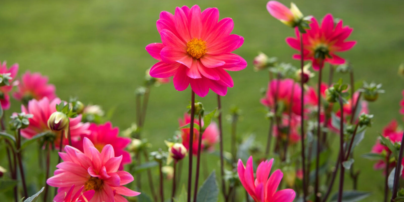 A captivating view of vibrant pink dahlias blooming in an outdoor garden setting.