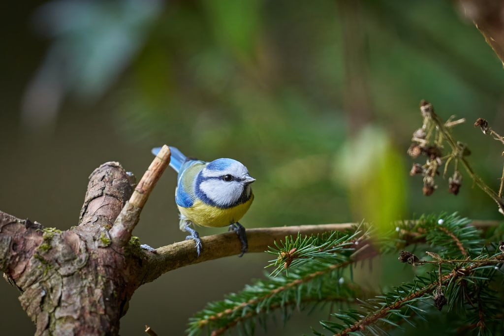 Wildlife-first gardening – ogród jako siedlisko dla przyrody